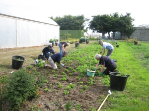The Wednesday team working on one of the cut flower beds